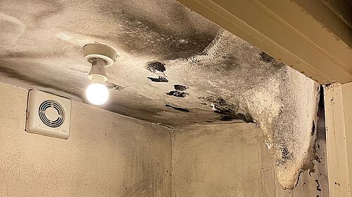 Mouldy House