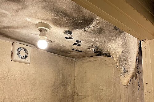Mouldy House